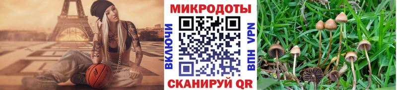 ОМГ ОМГ сайт  наркошоп  Ардатов  Псилоцибиновые грибы Psilocybine cubensis 